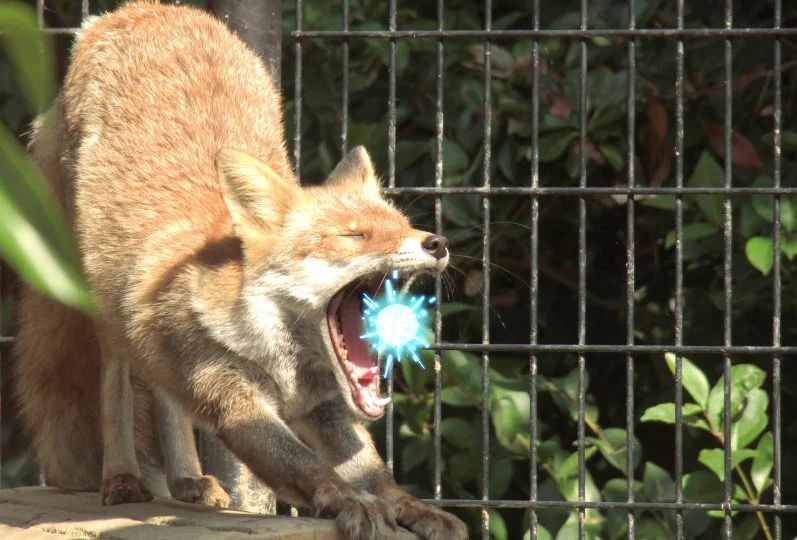 あくびをされるたびに作りたかった…！キツネの伸びあくびで口からビーム！
