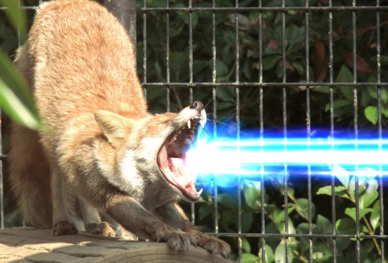 あくびをされるたびに作りたかった…！キツネの伸びあくびで口からビーム！