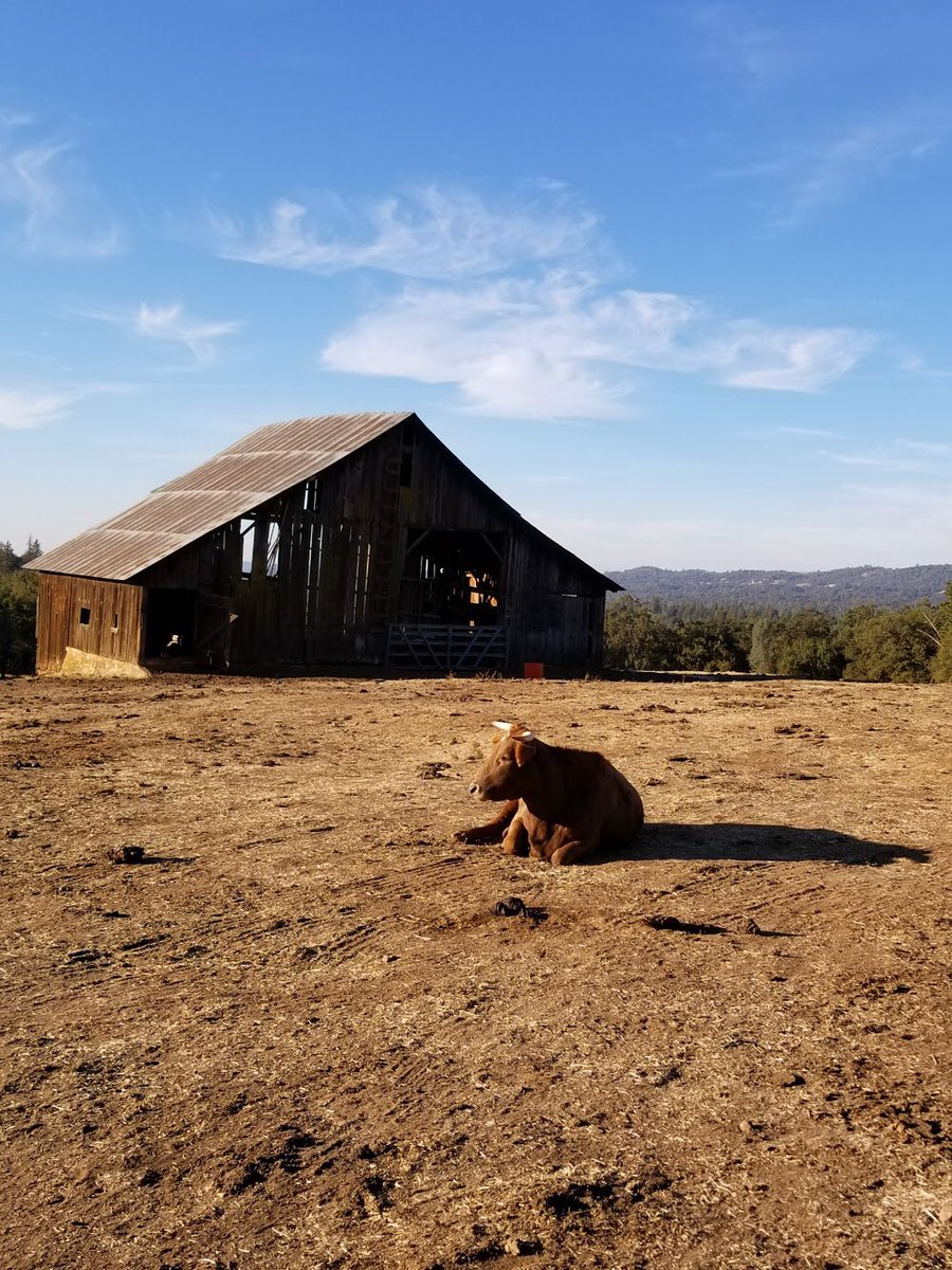 A stampede at the polls would be udder chaos, but we hope you'll feel moo'ved to vote today! Make your voice herd - click here for information on where and how to vote: bit.ly/2P2uUub #sierrafoothillconservancy #cowtuesday
