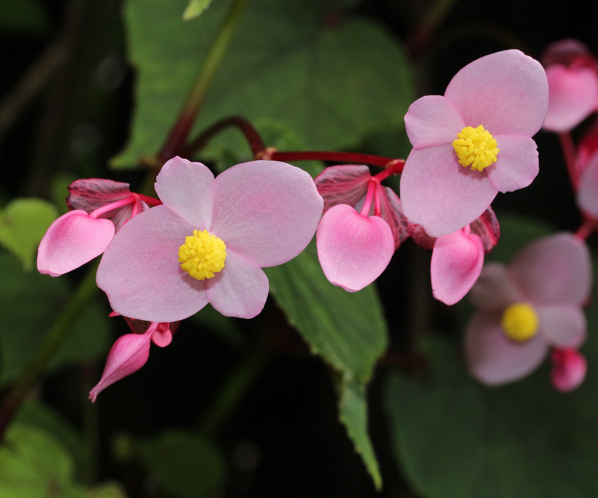 草木のこと Begonia Grandis 秋海棠 シュウカイドウ 中国南部からマレー半島を原産地とするベゴニア 属の植物 江戸時代初期に園芸植物として持ち込まれその後帰化 古くから定着しているためか所謂園芸ベゴニアとは区別されることが多く秋海棠の名前で今 草木のこと Begonia Grandis 秋海棠 シュウカイドウ 中国南部からマレー半島を原産地とするベゴニア 属の植物 江戸時代初期に園芸植物として持ち込まれその後帰化 古くから定着しているためか所謂園芸ベゴニアとは区別されることが多く秋海棠の名前で今