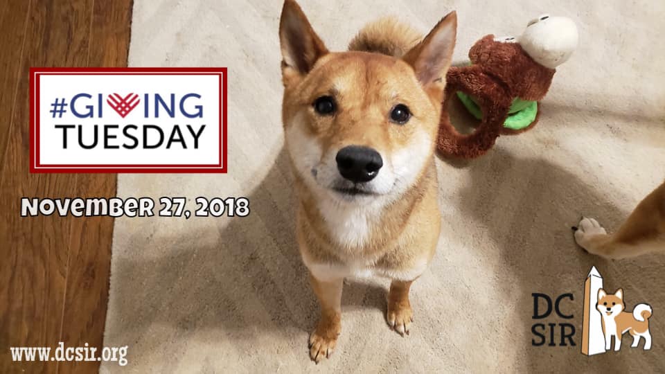 DCShibaRescue's tweet photo. Save the date! We're only 3 weeks away from #GivingTuesday 2018! Donations raised on Tuesday, November 27, go to the foster fund, directly helping both current foster dogs, and allowing #DCSIR to commit to taking in future rescues. https://t.co/ERhxGUAUuc https://t.co/mMj7b9jhRv