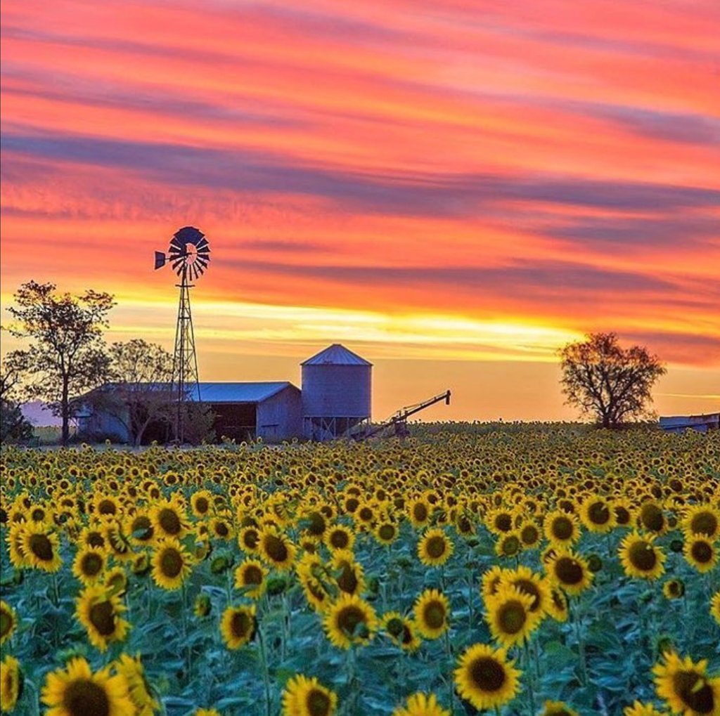 PubRoomsAUS's tweet photo. Flowering from Dec onwards, the Liverpool Plains are the best place to see rows and rows of Instaworthy sunflower crops. 🌻

Pub accommodation nearby? Try the Gunnedah Hotel 🛏
#gunnedahhotel

📸Sunset Sunflowers in Queensland by @swaller4 https://t.co/Ua7inArSfy