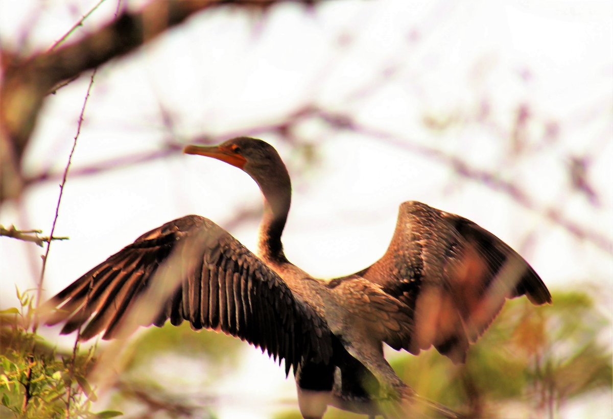 Immature #DoubleCrestedCormorant #DivingBird #WaterBird #Birds #Birders #BirdWatching #BirdPhotography #Nature #NaturePhotography #Wildlife #WildlifePhotography