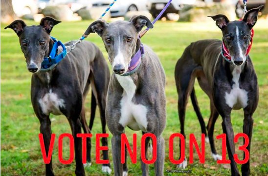 Support_Greyhounds tweet media