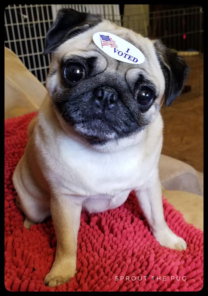 It's #VotingDay !  I told Mama to vote for me for Queen but she said that's not what this election is for.  It SHOULD be though... 😉👑
#VotePug #SproutForQueen #ForeheadBulletin #IVoted #ElectionDay #puglife #Vote #pugsandkisses #pugsandhugs #tuesday #tot #tuesdaythoughts