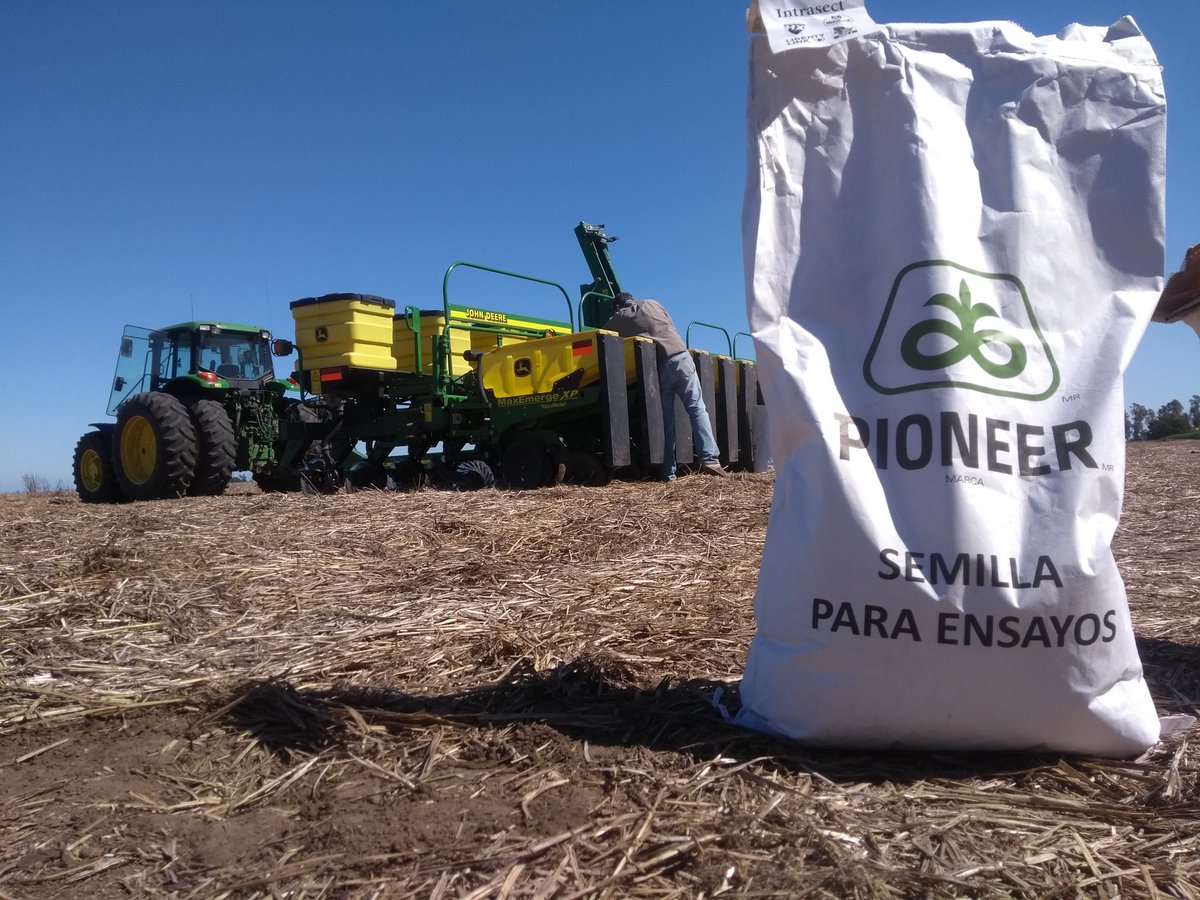 Dealers_Pioneer's tweet photo. Seguimos con los ensayos!! #StripTest #Maíz @PioneerSemillas https://t.co/ZUaSEsp6Rz