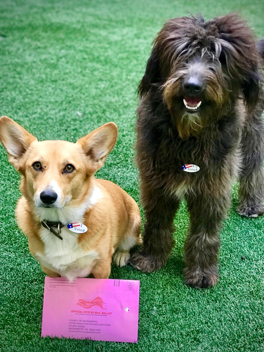 Happy #ElectionDay! Polls close at 8 p.m. — make sure your bark is heard: bit.ly/VOTE2day #BarkTheVote 🐶 #VoteCalifornia