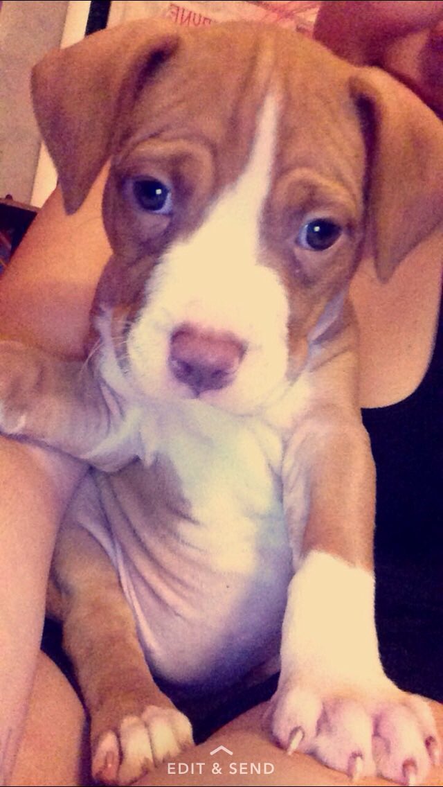 tarynnx's tweet photo. my angel baby ๐ #PitbullAppreciation #PitbullsOfTwitter #SaveTheBreed https://t.co/194mPgGyx9
