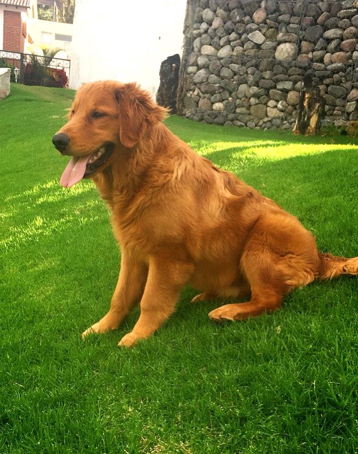 Golden Retriever busca un hogar.Tommy tiene casi dos años, es super dulce y sociable, y busca un hogar que le dé todo lo que él necesita.
Si alguien desea adoptarlo, por favor envíenos un mensaje interno a nuestra página de Facebook bit.ly/2zwkB6L
Gracias por compartir.