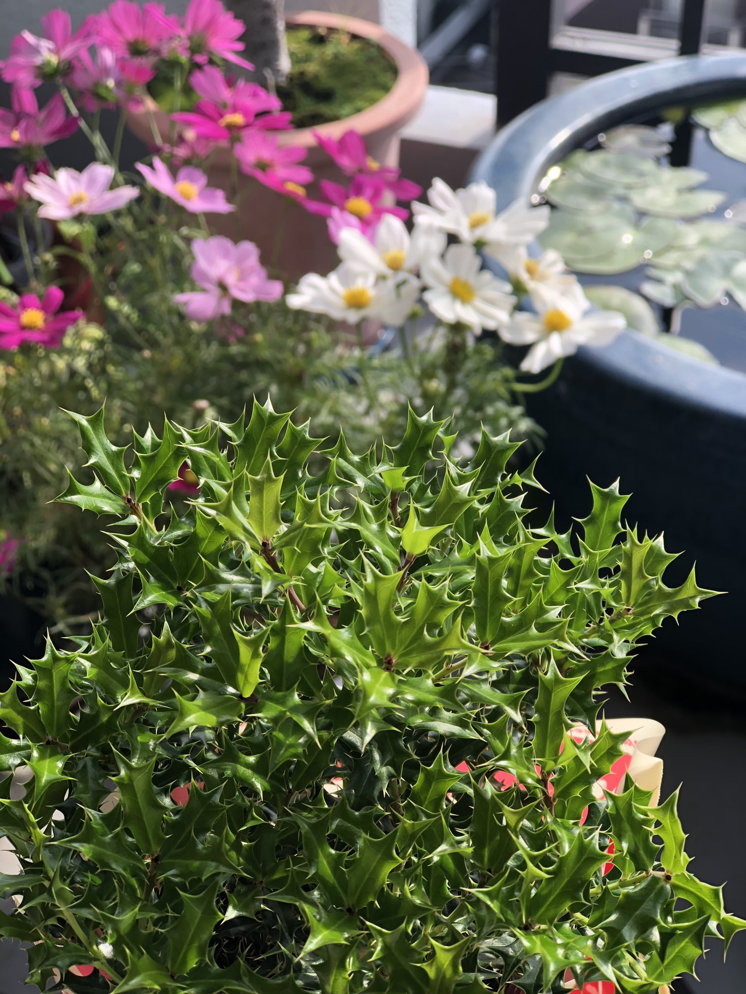 Norino 羊毛フェルト お隣の花づつみさんで姫ヒイラギ買いました もうクリスマスも近いですね 姫ヒイラギ T Co 3ptte02yro Twitter