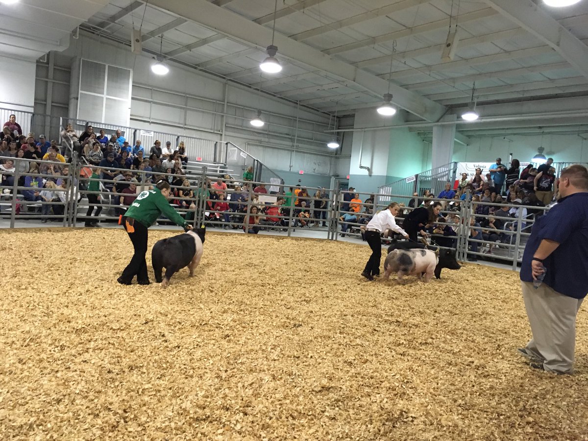 Division 2 drive tonight!  The students are doing a great job showing their animals!