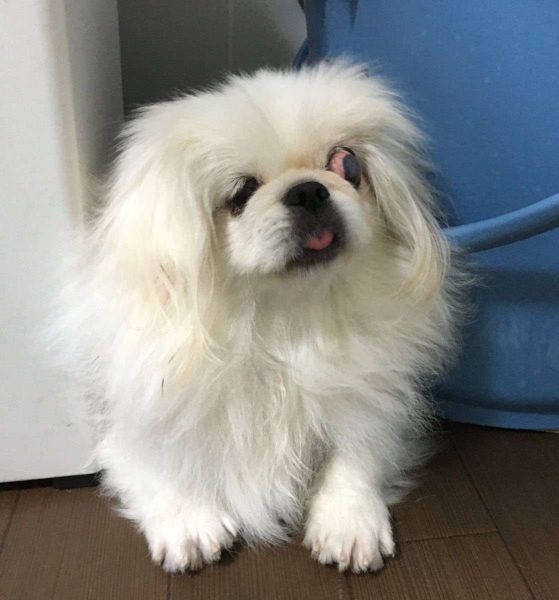 ট ইট র 保護犬カフェ 西八王子店 ここがあたちの場所なの いちこさんは 狭いところに挟まると落ち着けるようです おすまし顔で挟まっているので 見当たらないときは ぜひ 覗いてみてください いちこ 3歳ペキニーズ 避妊済 左目眼球突出