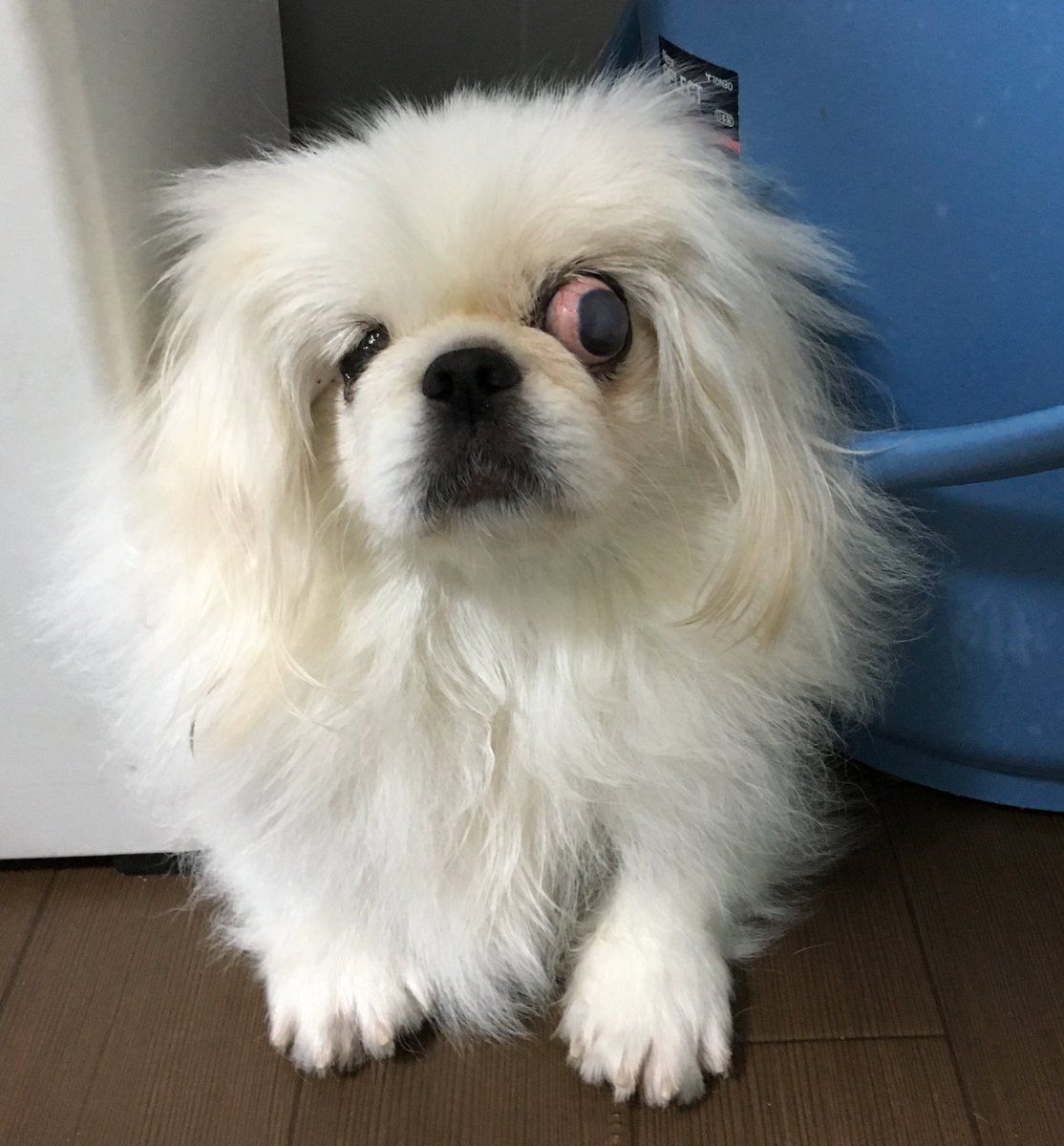 ট ইট র 保護犬カフェ 西八王子店 ここがあたちの場所なの いちこさんは 狭いところに挟まると落ち着けるようです おすまし顔で挟まっているので 見当たらないときは ぜひ 覗いてみてください いちこ 3歳ペキニーズ 避妊済 左目眼球突出