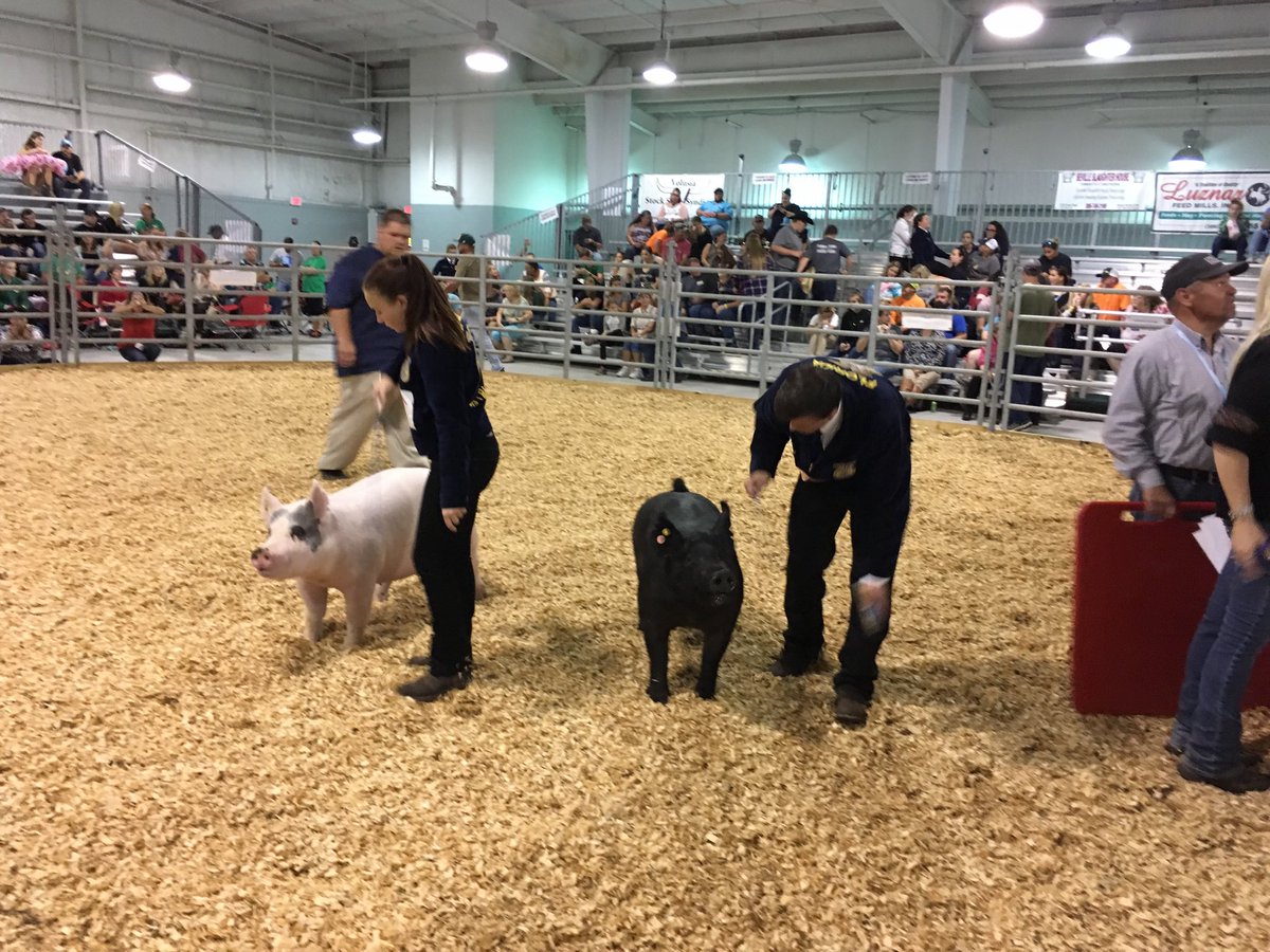 Grand champion DELand HS chapter pig!  Congrats!