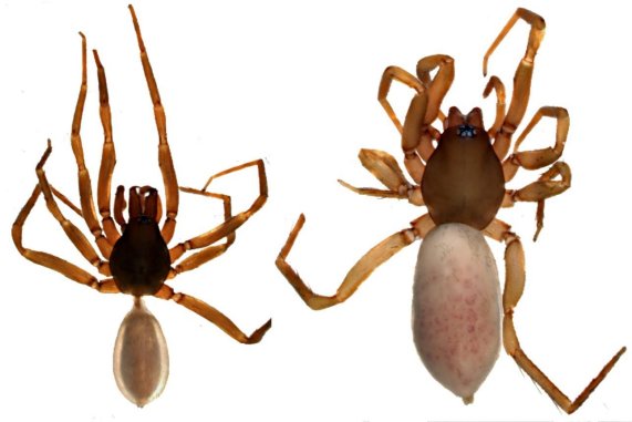 WSC_NMBE's tweet photo. Harpactea gunselorum: a new dysderid species from N Cyprus! See the paper by Gücel et al. (2019) at https://t.co/we2ByjJkwY https://t.co/MTnqNSOJft