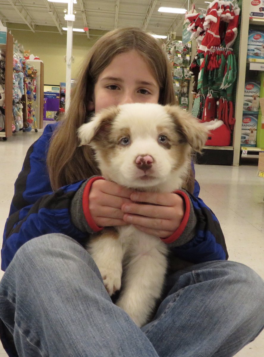 8 week old australian shepherd