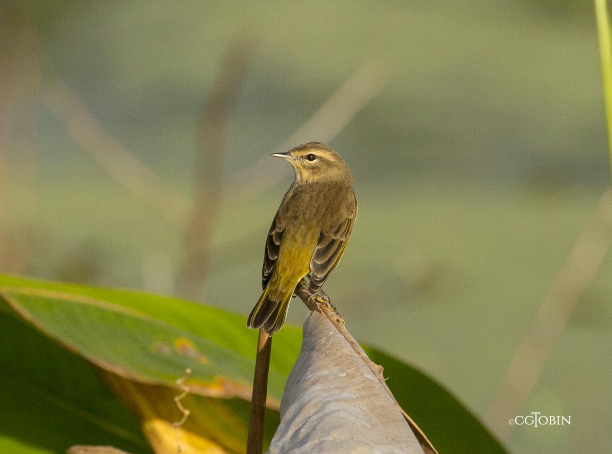 Palm Warbler. #birds, #warbler #palmwarbler #nature #avian