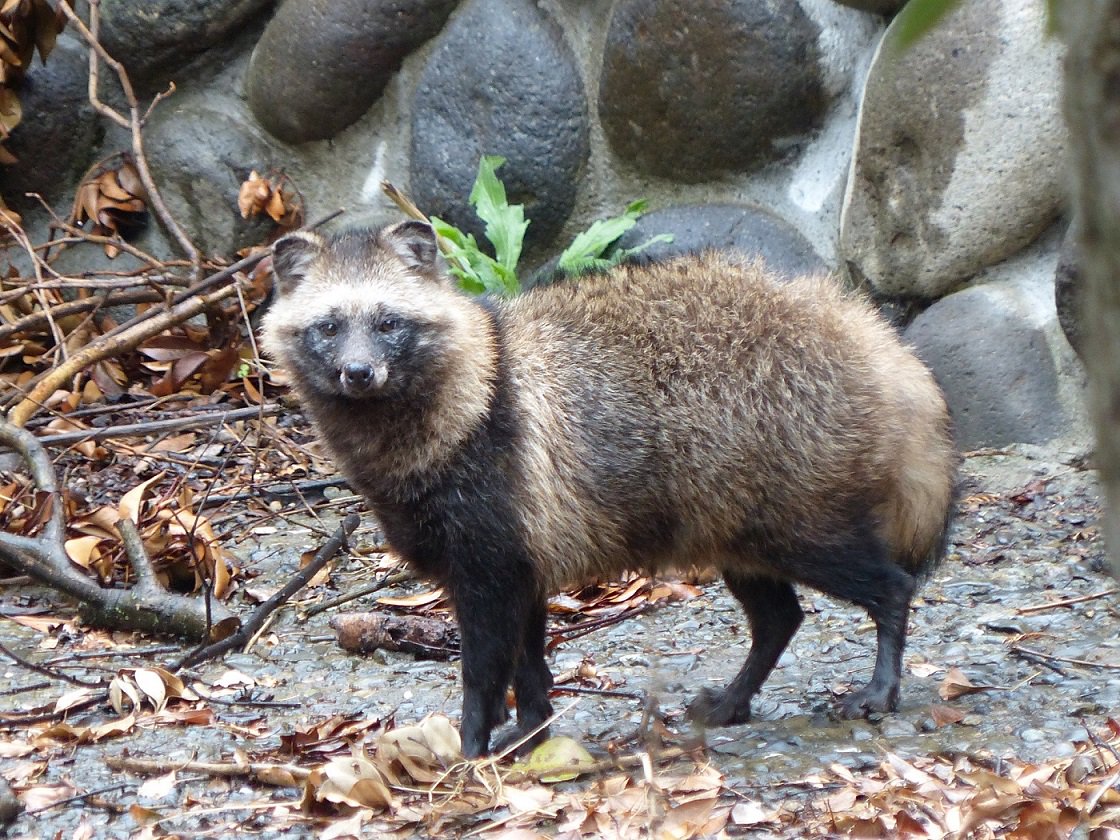 上野動物園 公式 野生のタヌキが現れた いそっぷ橋の横 ときどき見かけます