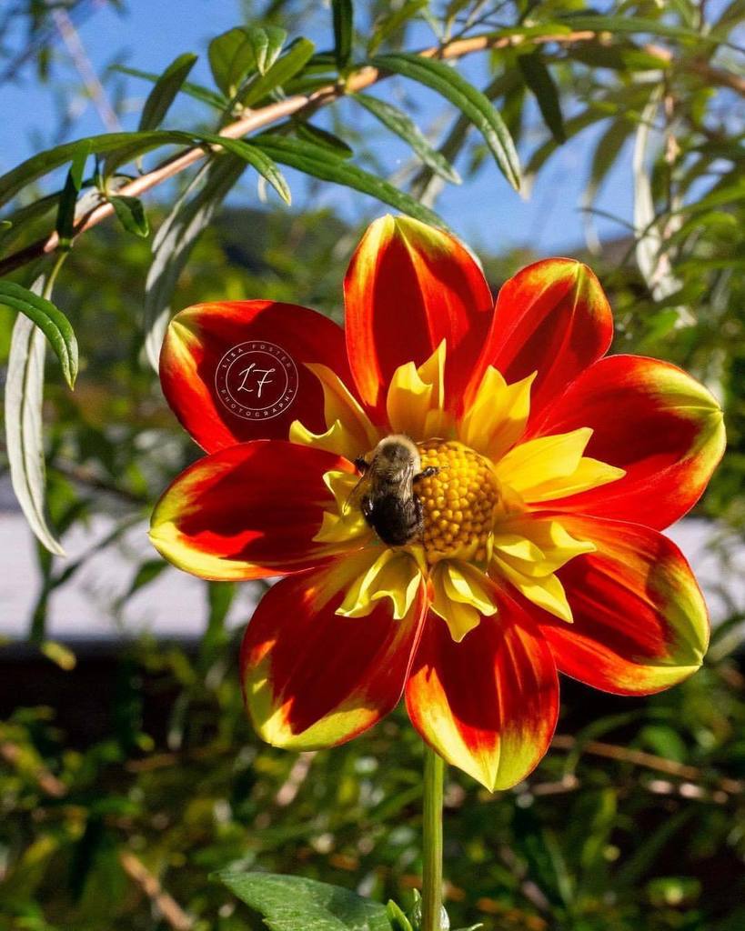 The #beautiful #BridgeOfFlowers in #Massachusetts never know what you will find! #bumblebee #lisafosternature #lisafosterwildlife #lisafostertravel #lisafosterphoto #flowers #flowerstagram #red #yellow #bee #buzz #savethebees #pollinators #wildlifephotog… ift.tt/2JLjWTZ