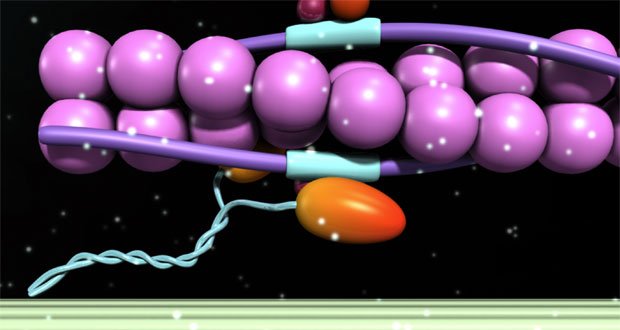 What is sliding filament theory? teachpe.com/anatomy/slidin…
You can always test your knowledge on our sliding filament quiz: teachpe.com/component/com_…