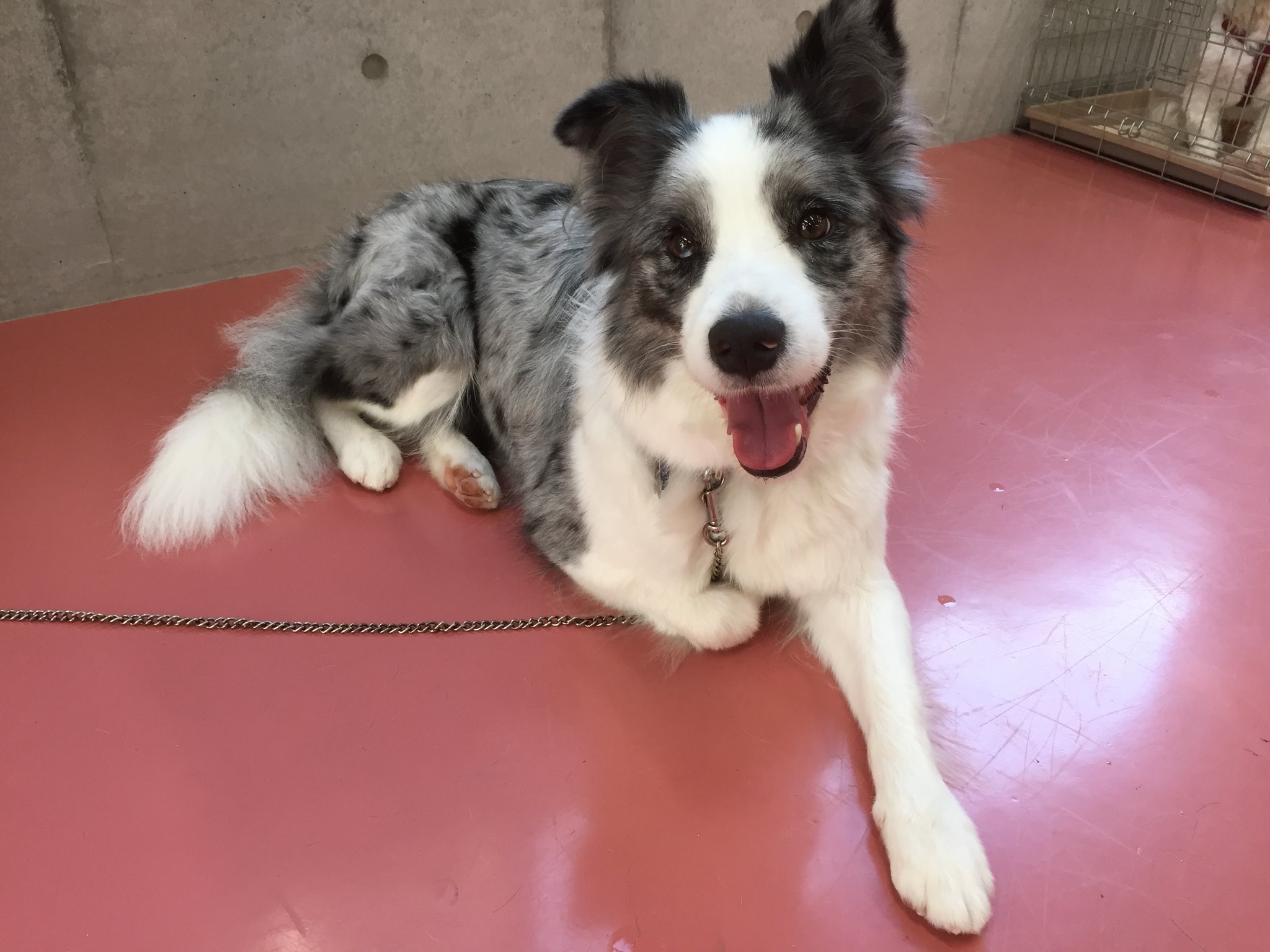 東京ブレーメン動物専門学校 今日は新規のモデル犬のボーダーコリーのマーキュリーちゃんをご紹介します 毛色や目の色がとってもきれいなワンちゃんで トリミング中もとってもお利口さんでした また来校して下さいね 動物専門学校 ブレーメン