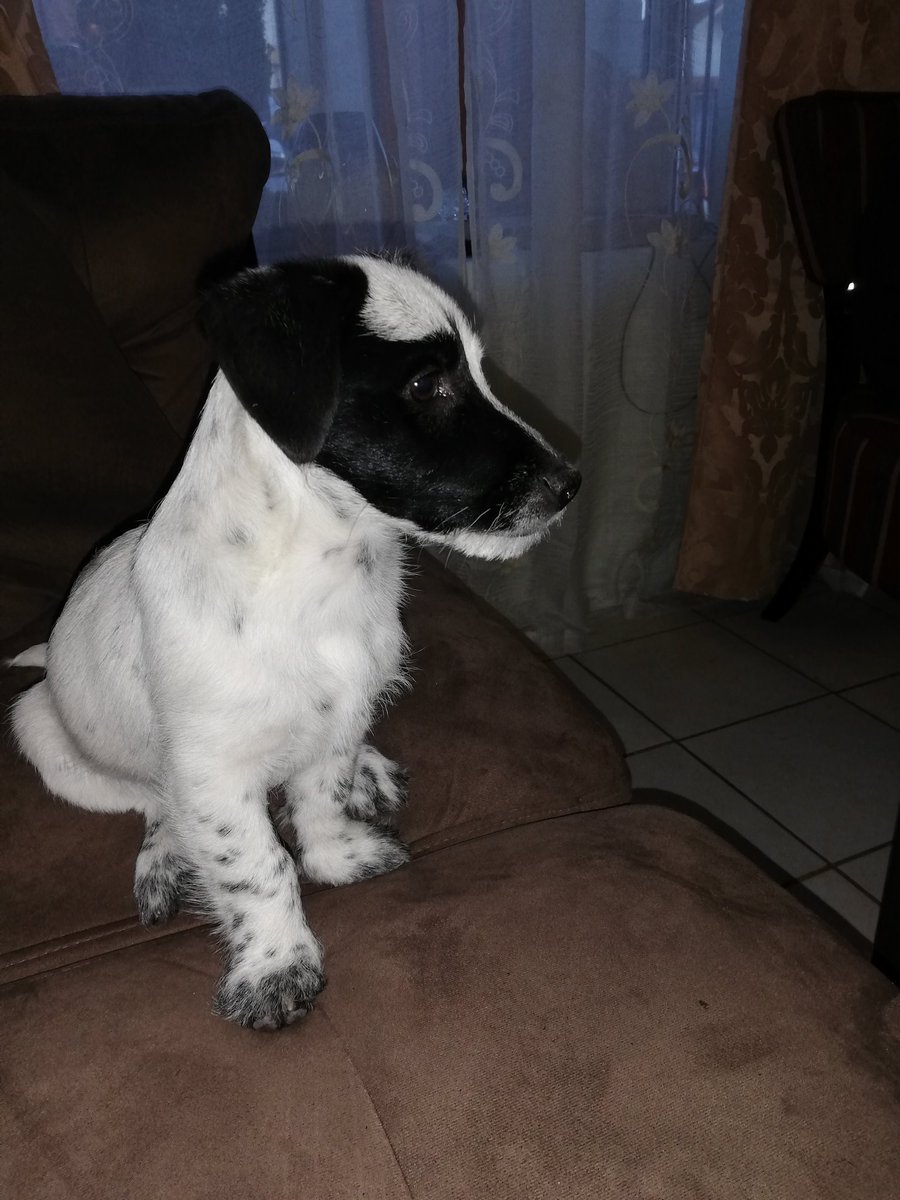 BravoLuidina's tweet photo. Mi chiquitín #dog #MiloDog #Regalon https://t.co/RwlfFR8Ueh
