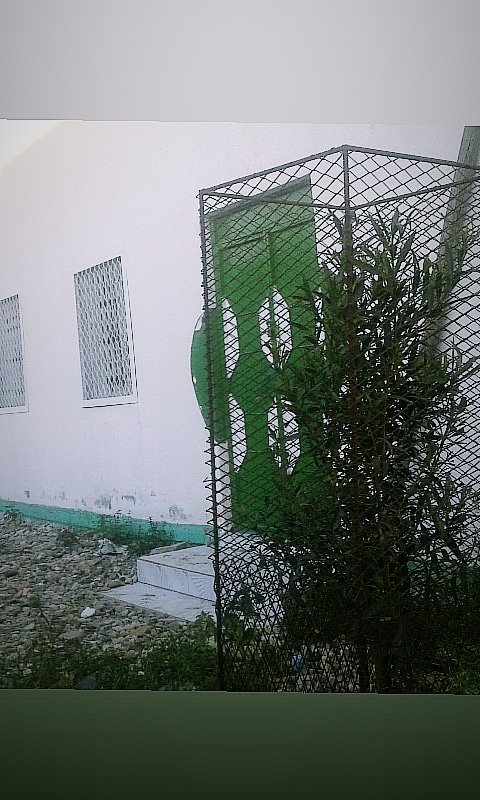 ZeyitAli's tweet photo. I visited back and look what I have seen!  and I felt every little helps 😊
1year and several months ago we have planted this tree volunteering along @GeedBeer  
We are #SomalilandYouth and we are building our nation!

@Gobannimo @JamaMusse @EnvMohamed @BarkhadKaariye https://t.co/qwMpEruMOk