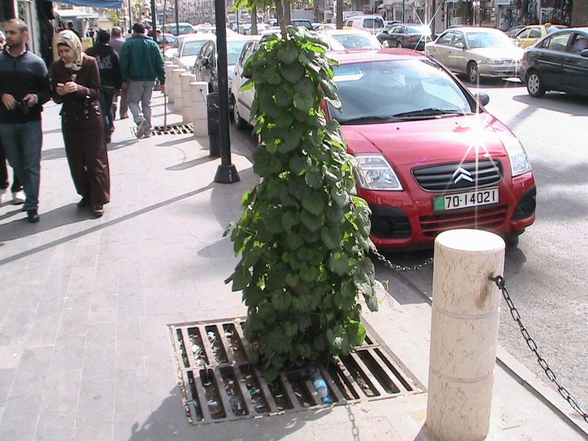 iizajun's tweet photo. ●Columns● ● Voices of『TREES LINING A STREET（Roadside trees)』①
:2011~2017（My photos）,
#Jordan #Palestine #occupation #Israel #roadsidetrees #街路樹 https://t.co/5pZ3FEsAVV