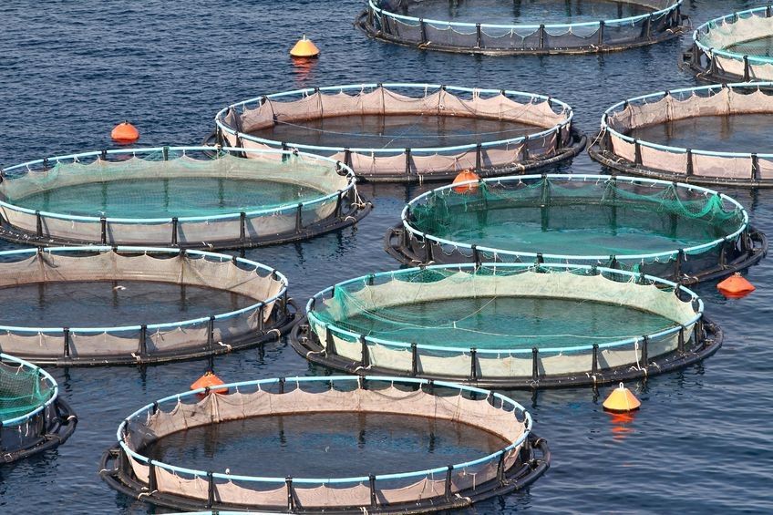 Fish farming at industrial scale: a Turkish case study bizcom.to/1/3xzc by Irmak Ertör via @Biz_Agriculture #aquaculture #wildfishstocks #seafooddemand #seafoodproduction #depletingfishstocks #fishfeed #fisheriesjustice #environmentaljustice