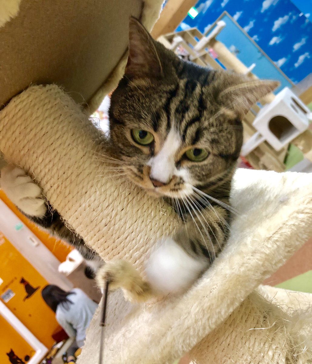 ট ইট র 猫カフェ 美観neko 今日もハルちゃんは張り切り晴子 元気です 美観neko Catcafe Catsoftwitter 猫カフェ倉敷 美観地区猫カフェ 猫カフェ行きたい マンチカン ねこ Catlover Cats