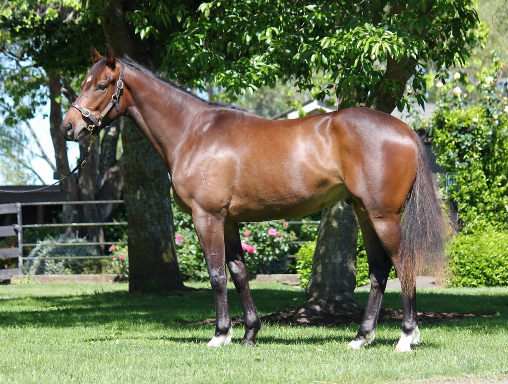 KarakaChat's tweet image. The last stop on today's Ready to Run parades was seasoned yearling preparers @Valachi1. Pictured is Lot 420, a gelding by Rip Van Winkle, from the family of Champion 3YO and Stayer #SilentAchiever
