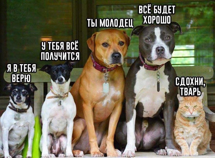 Днем, картинки с надписью сдохни тварь