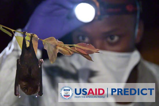 #Fact: preventing, detecting, & responding to infectious disease threats stops #spillover from animals to humans and keeps countries safe. #GHSA2014 #USAIDTransforms #GHSAIndonesia