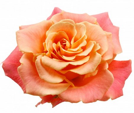 Bij <a href="/bergroses/">bergroses.com</a> kan je per 1 januari 2019 ook terecht voor de rozen #MissPiggy+ (foto) en #All4Love van <a href="/porcellarosa/">Porcellarosa</a> hortipoint.nl/vakbladvoordeb…