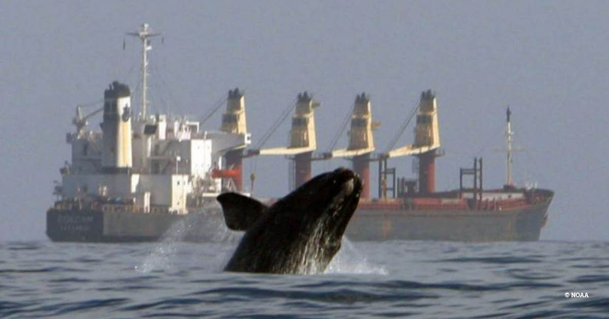 Environmental Investigation Agency tweet media