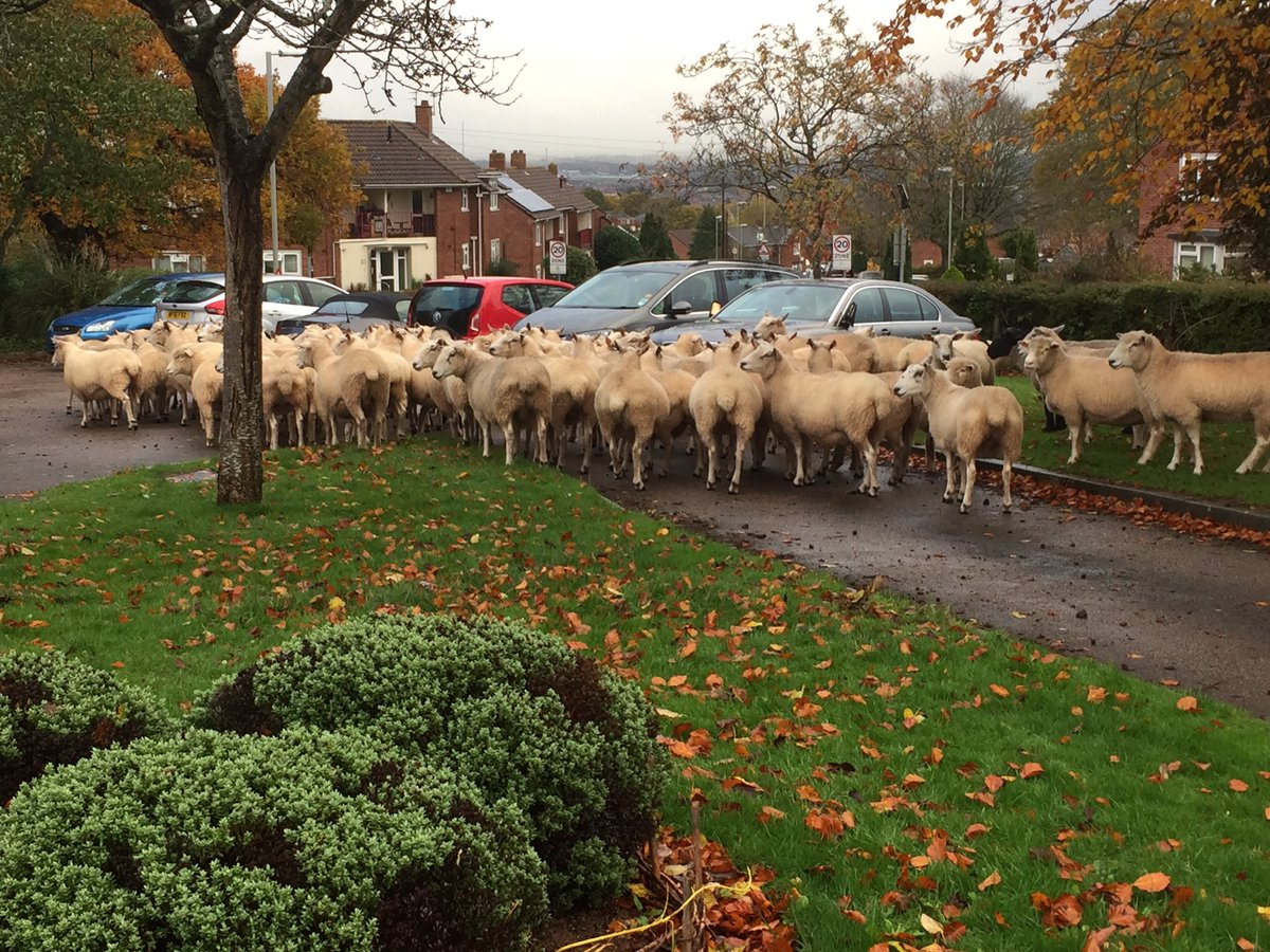 StokeFed's tweet image. We had around 60 sheep join us at the start of the day. Nobody was expecting it, but people flocked to see what all of the fuss was about.