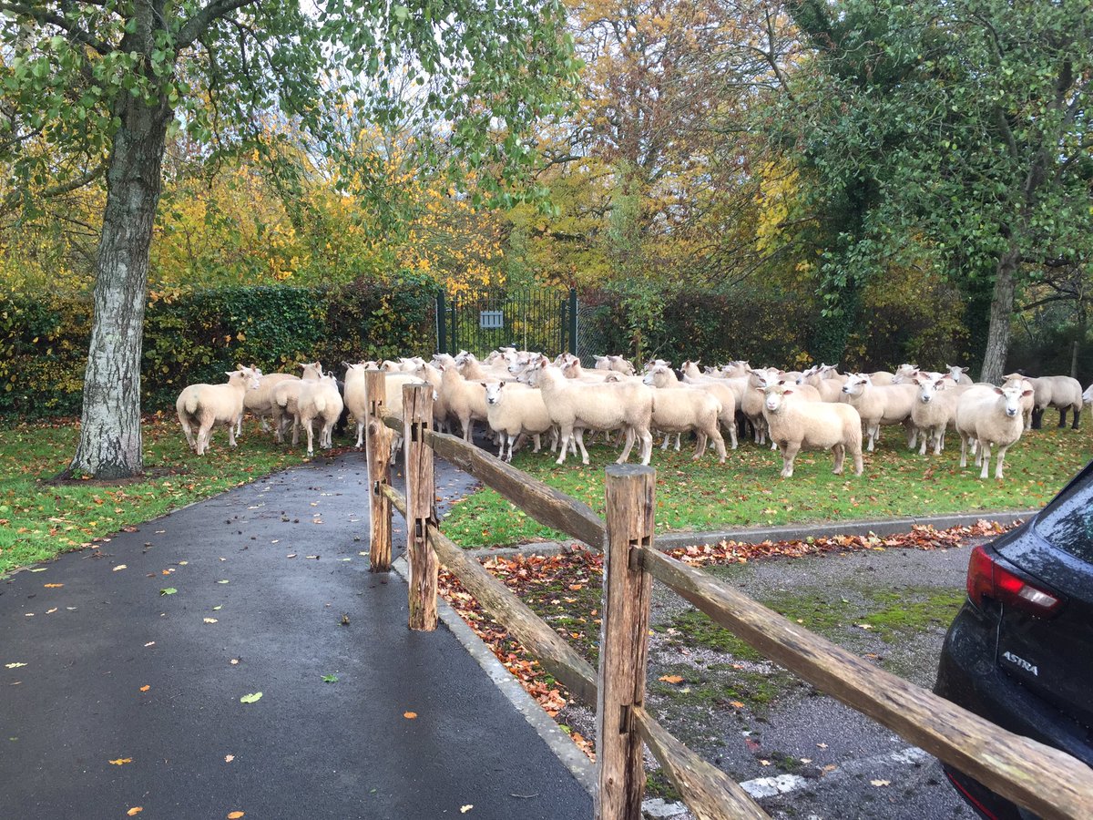 StokeFed's tweet image. We had around 60 sheep join us at the start of the day. Nobody was expecting it, but people flocked to see what all of the fuss was about.