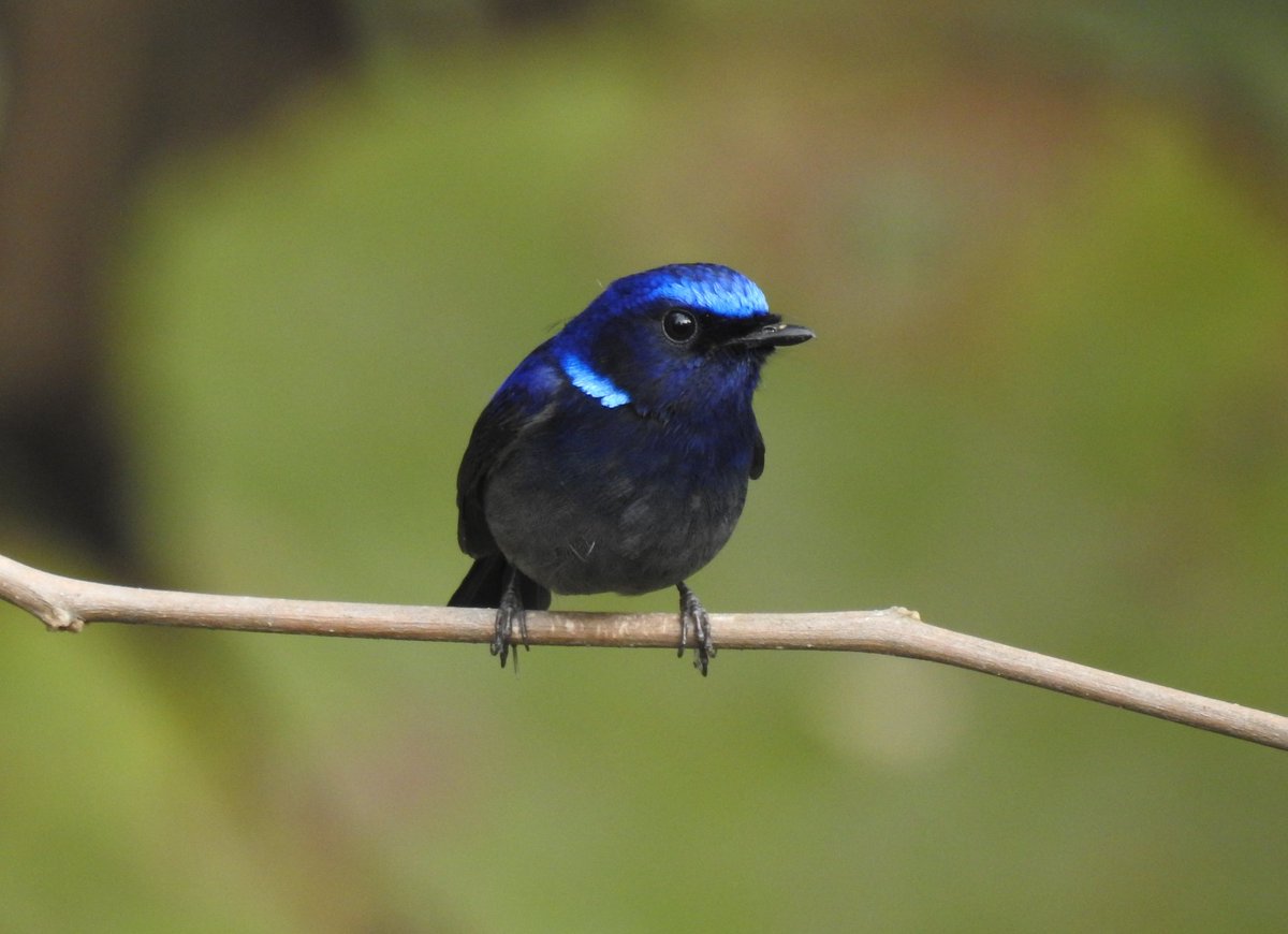 A cute little Small Niltava in MNWLS in NorthBengal
@BBCEarth @WildlifeMag @natgeowild @NatGeoChannel @NatGeo @Avibase @indianbirdsinfo @indianbird @indianbird @IBCBIRDS