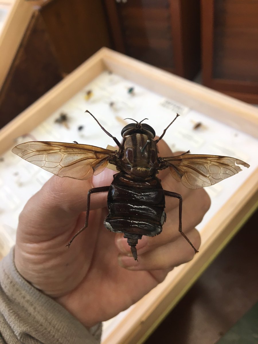 flygirlNHM's tweet image. Do you think you can handle a beast??? A female Pantophthalmus bellardii - don&apos;t be fooled by her size - vestigial mouthparts so dont feed as adults (she has a pretty bum as well) #mouthparts #diptera #flies