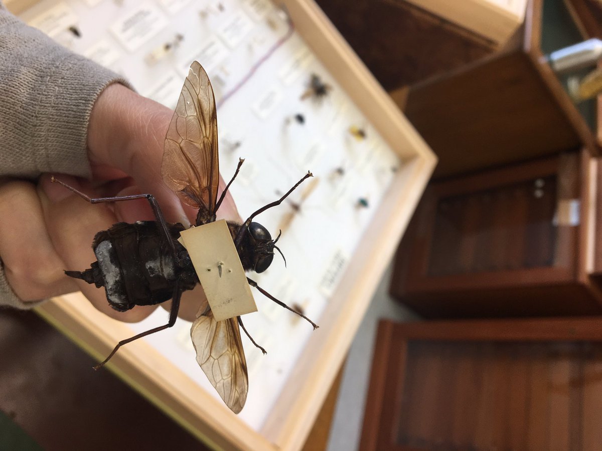 flygirlNHM's tweet image. Do you think you can handle a beast??? A female Pantophthalmus bellardii - don&apos;t be fooled by her size - vestigial mouthparts so dont feed as adults (she has a pretty bum as well) #mouthparts #diptera #flies