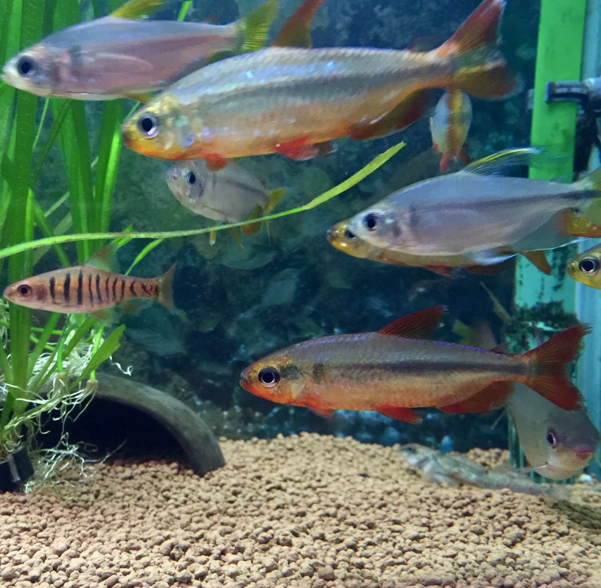 がらす Twitterissa 飼育期間中 赤い発色が全盛期だったレッドチェリーコンゴテトラ こいつの発色のスイッチがよー分からん 長い事飼い込んでもここまで発色するとは限らないし 新しい個体を追加してもそいつらはここまでの発色にならなかった なんだろう 水質