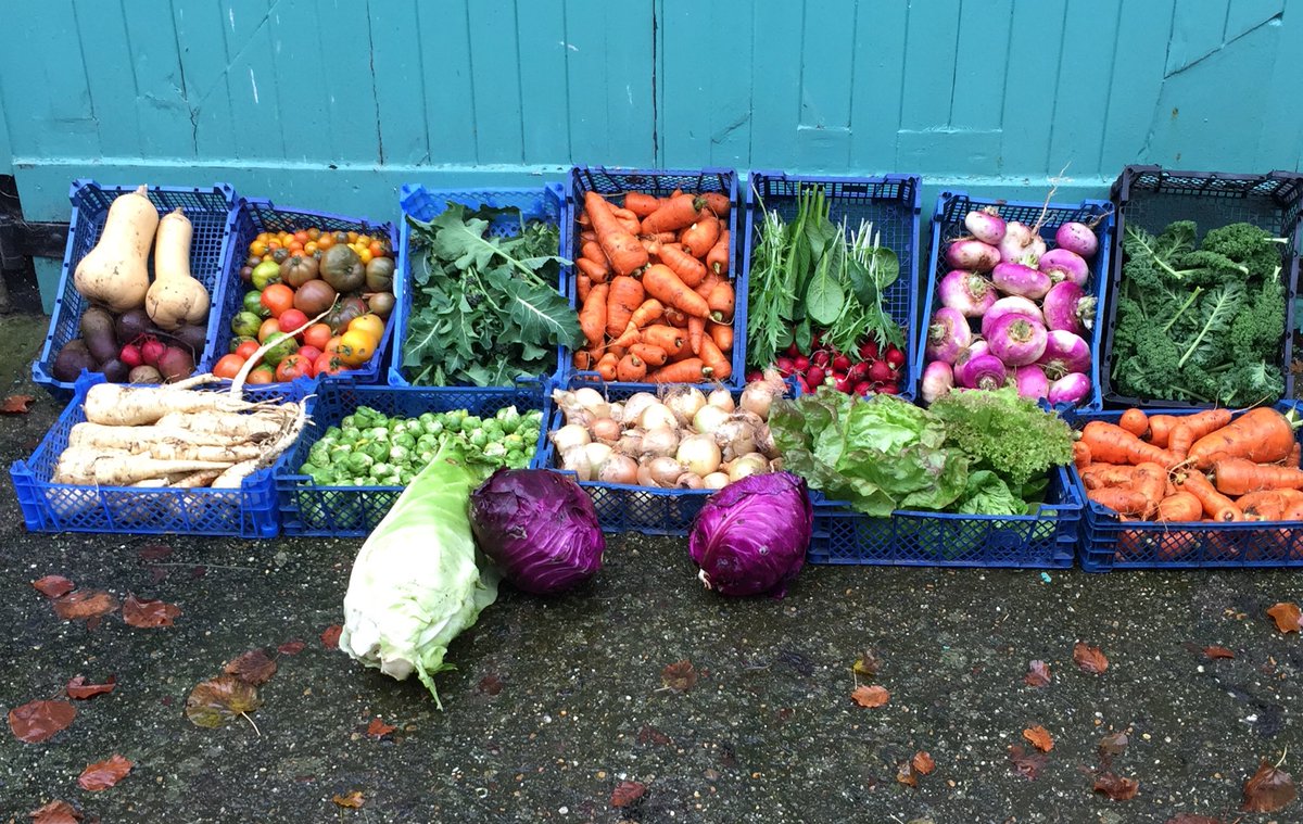 Nethercott_FFCC's tweet image. From turnips to tomatoes! A significant proportion of this weeks veg to feed our visiting school is coming from our Victorian walled garden. @farmersforaweek @GrowingDevonSch @WhetstoneField