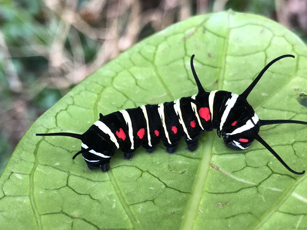 蓬莱の玉の枝 蓬莱の玉の枝