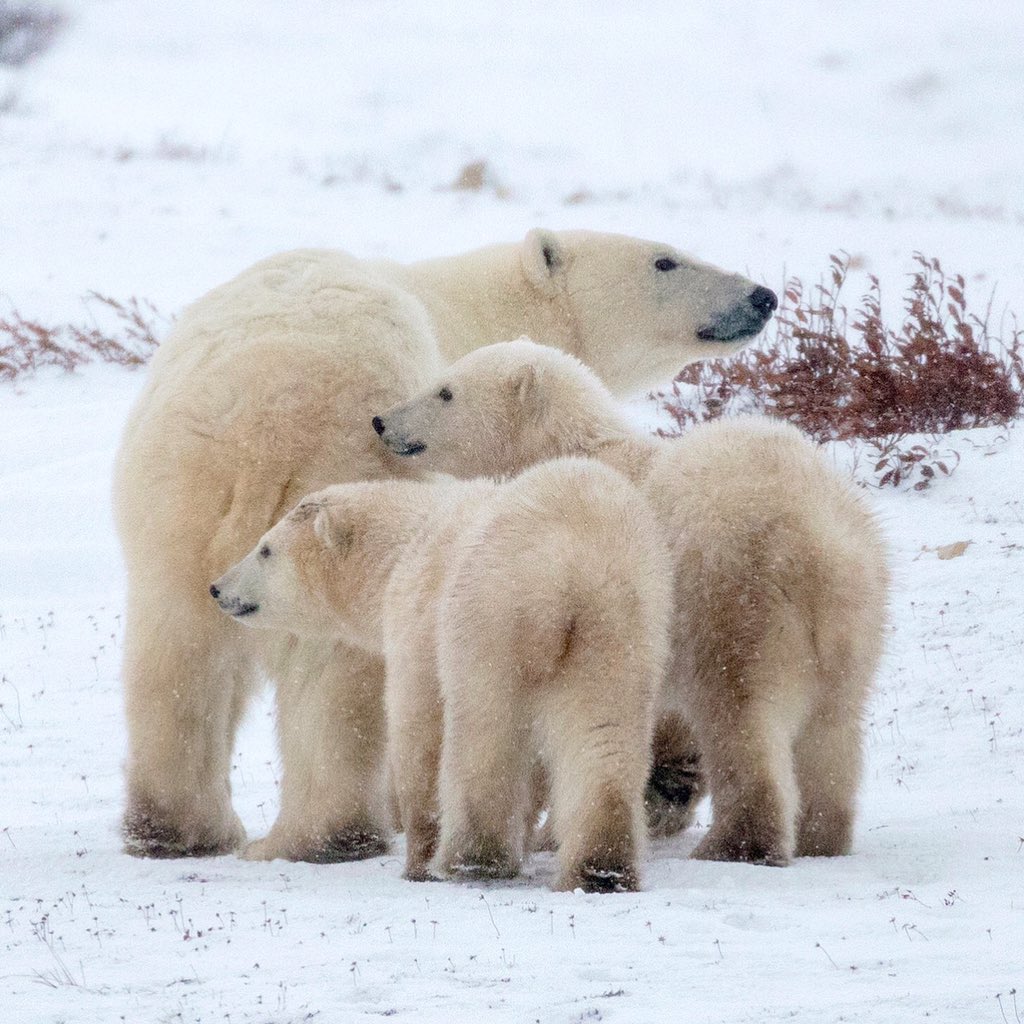 Mama bears and theirs cubs are a joy to watch. The cubs stay close for up to 2 1/2 years, and learn everything from her. - - - - - #polarbearweek #welivetoexplore #explorecanada #cangeo #travelmb #natgeocreative #tourcanada #enjoycanada #staywild #beautifulearth #AllTheThings