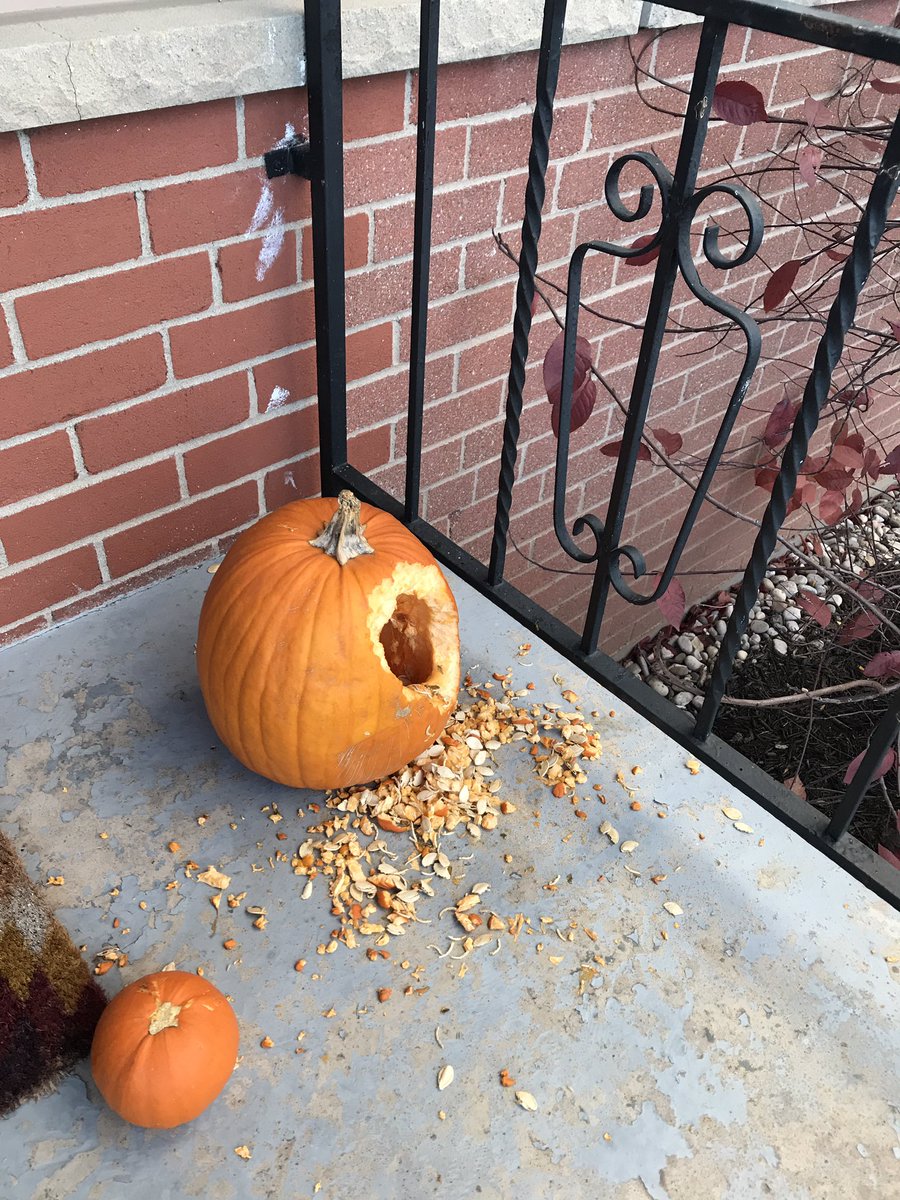 JSzeBird's tweet photo. Didn’t have time to carve my pumpkin this year. Luckily the squirrels did the job for me. #studentlife #toobusycoding https://t.co/ZkgoYsNjt5