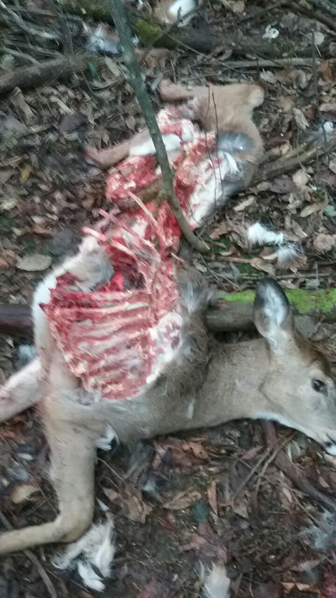 Something Disney won’t show you. #coyotes