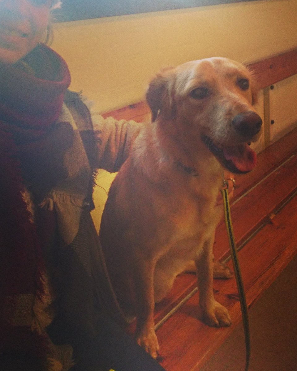 ImminkSupport's tweet image. Hoezo de bankjes bij de dierenarts alleen voor de baasjes? #kanikook #wilikook #Lacey😍