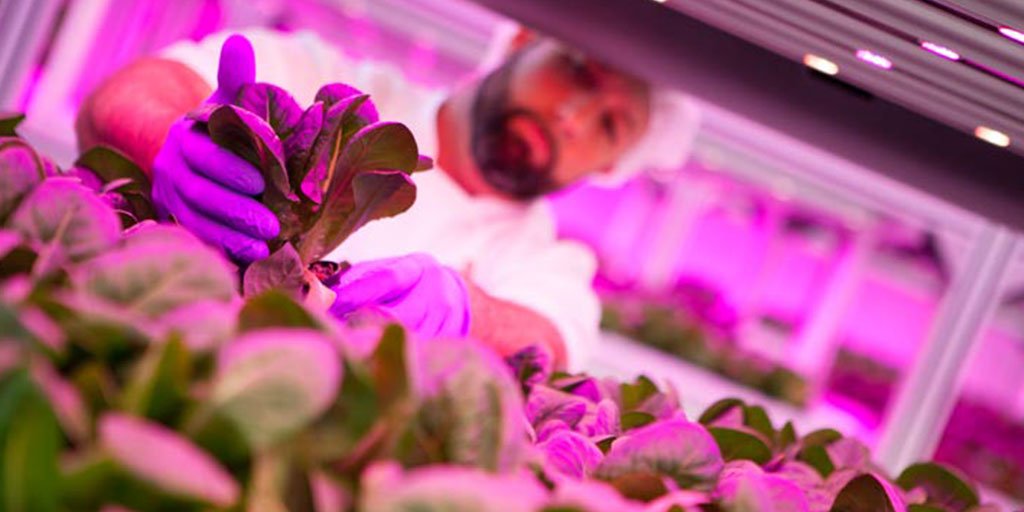 KaleraProduce's tweet photo. Sharing the premises with the #restaurant and with the #chefs so close by fuels improved collaboration. At the #Orlando @worldcenter #HyCube, chefs are able to actually talk to the people who grow their ingredients every step of the way and they’re able to have instant feedback. https://t.co/qc3xSLPu3c