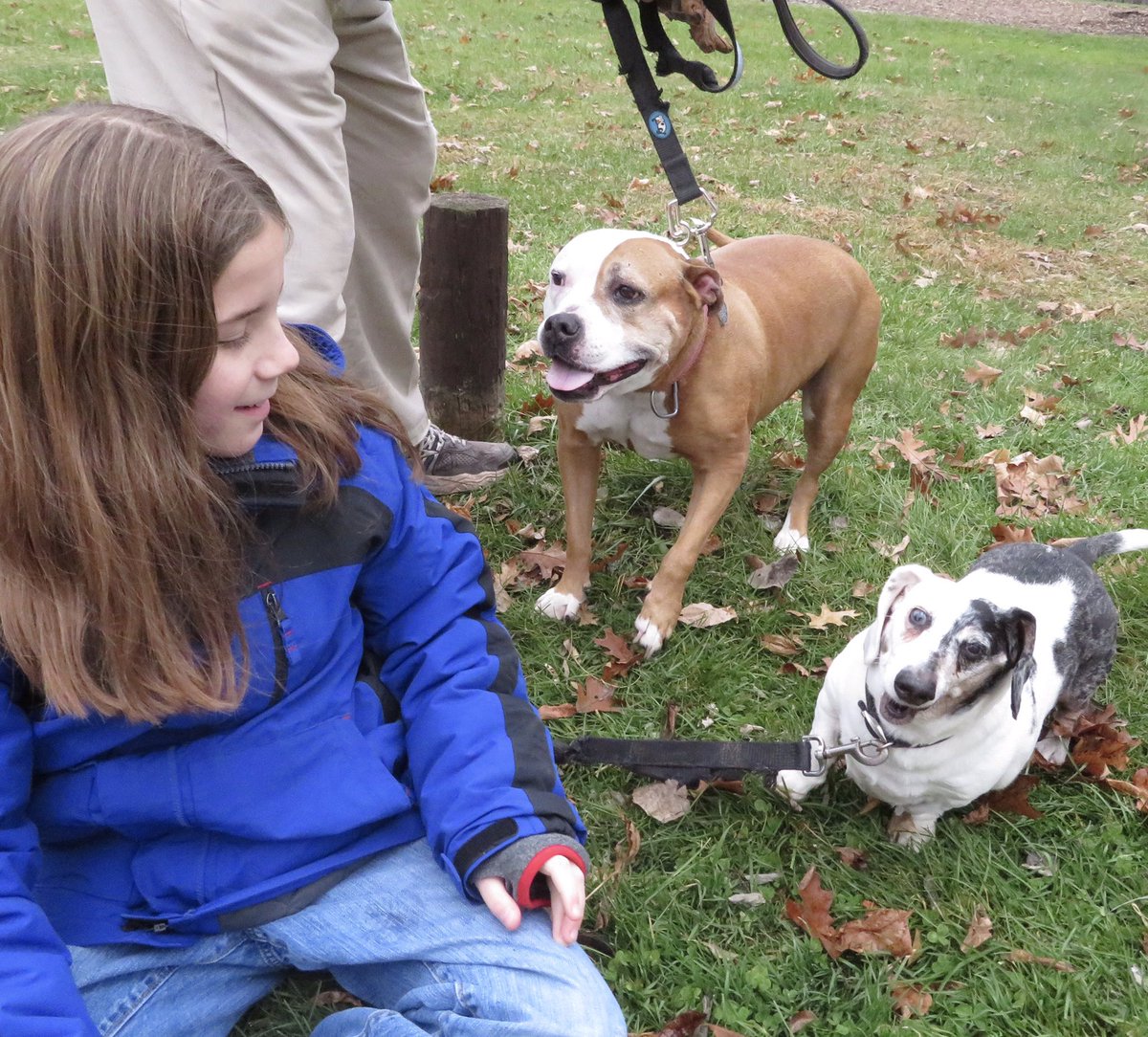 IvePetThatDog's tweet photo. I pet Jersey and Hercules. Jersey is a 5 year old Pitbull, Bulldog mix. Hercules is a Dachshund mix. Jersey’s caregiver says she is a sweetheart who is as strong as an ox. Hercules is friendly and loves attention. His legs are so short, he can’t go up the stairs. https://t.co/lRuk8eExzG