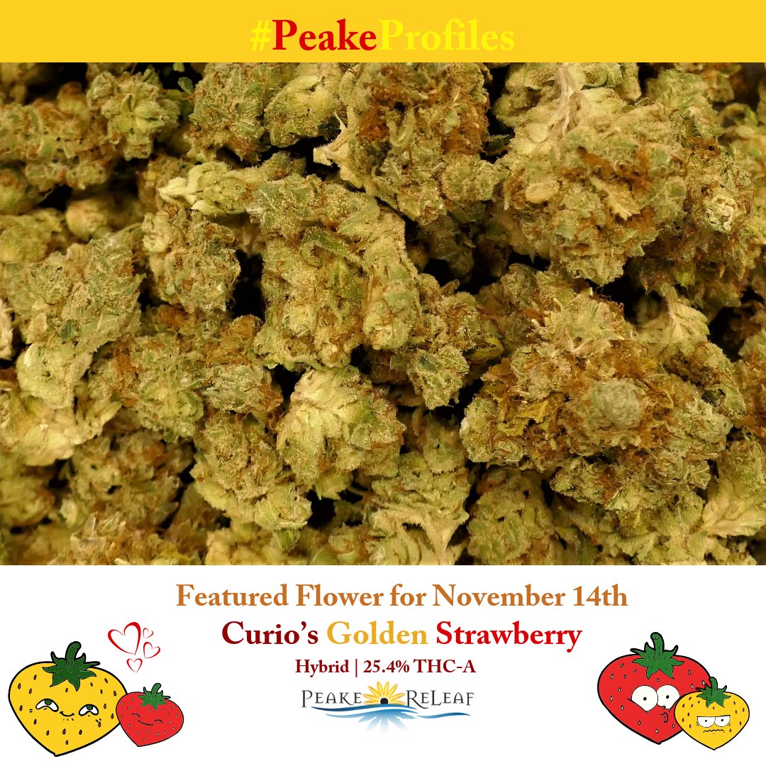 PeakeReLeaf's tweet photo. #PeakeProfiles: Today's #featuredflower for Wednesday, November 14th is Golden Strawberry from @curiowellness , testing at 25.4% THC-A! For more info about this and other specials this week, check out our website: https://t.co/OGSCriTDBS https://t.co/I4xsaRWUJi